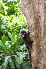 A dusky leaf monkey (Trachypithecus obscurus), also known as a spectacled langur, climbs a tree and plays.
