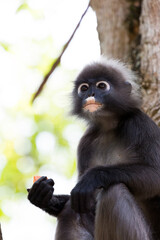 A dusky leaf monkey (Trachypithecus obscurus), also known as a spectacled langur, holding a carrot