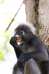 A dusky leaf monkey (Trachypithecus obscurus), also known as a spectacled langur, bites at a carrot