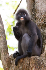 A dusky leaf monkey (Trachypithecus obscurus), also known as a spectacled langur, climbs a tree and looks at the camera.