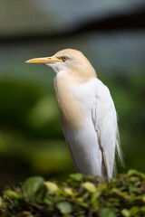 Side view of the western cattle egret (Ardea ibis) on the grass