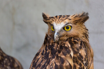 The barred eagle-owl (Ketupa sumatrana), also called the Malay eagle-owl