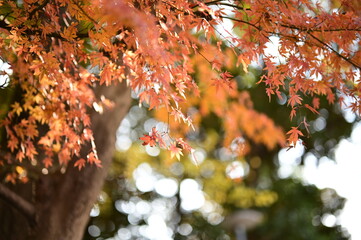 Orange Autumn Leaves with Yellow Foliage in Background, Tokyo, Japan