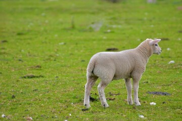 One young lamb standing in a lush green pasture, symbolizing springtime, innocence, and rural life. The soft light and natural surroundings create a peaceful countryside scene.