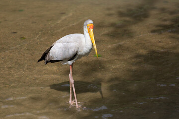 The yellow-billed stork (Mycteria ibis) is walking in the river