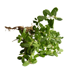 Green lingonberry, without fruits, Vaccinium vitis-idaea, isolated, green leaves, forest plant