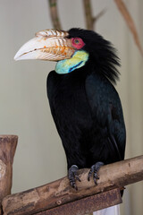 The wreathed hornbill (Rhyticeros undulatus) perches on a tree