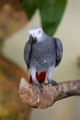 The grey parrot (Psittacus erithacus), also known as the African grey parrot
