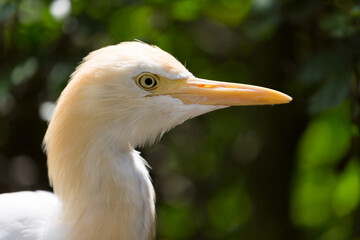 A close-up of the western cattle egret (Ardea ibis)