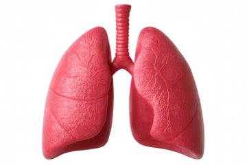 Realistic 3d rendering of healthy pink lungs isolated on transparent background, ideal for medical illustrations