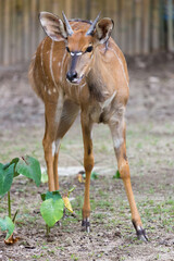 Tragelaphus angasi