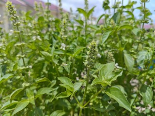 Close-up of fresh green basil plants with blooming flower spikes under natural sunlight, showing vibrant leaves and tiny white blossoms in a lush garden setting.
