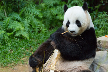 Fototapeta premium Panda, Eating bamboo ,Animal