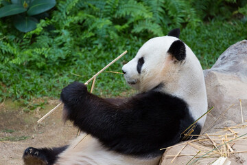 A side view of the giant panda (Ailuropoda melanoleuca) eating a bamboo branch with its hands © officek