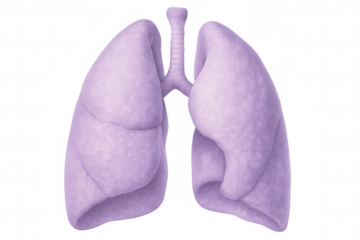 Medical 3d rendering showing healthy human lungs, anatomically detailed, transparent background, highlighting respiratory system structures