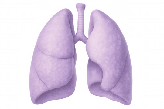 Medical 3d rendering showing healthy human lungs, anatomically detailed, transparent background, highlighting respiratory system structures