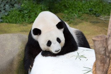 Obraz premium Panda ,Animal