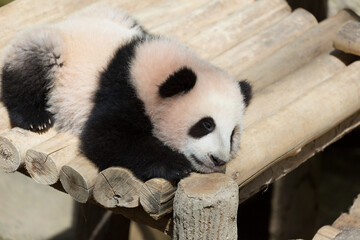 Panda ,Animal