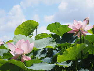 蓮の花のクローズアップ