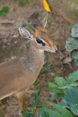 Portrait of a male Kirk's dik-dik (Madoqua kirkii).