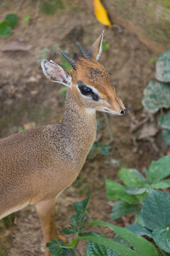 Portrait of a male Kirk's dik-dik (Madoqua kirkii).