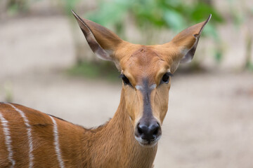 A close-up of a female nyala (Tragelaphus angasii)