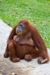 An orangutan sits and looks around. © officek