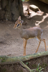 Kirk's dik-dik,Animal