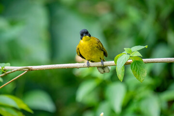 Black-capped Bulbul perches gracefully on a slender branch, its vivid yellow body contrasting strikingly with its glossy black head. Surrounded by lush green foliage.