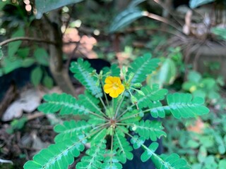 yellow flower in the garden
