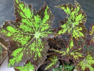 green and brown ornamental plants