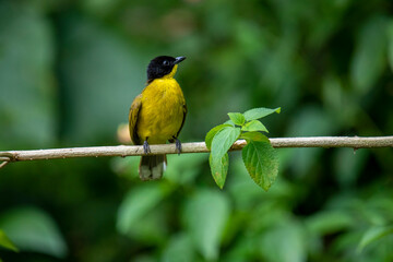 Black-capped Bulbul perches gracefully on a slender branch, its vivid yellow body contrasting strikingly with its glossy black head. Surrounded by lush green foliage.