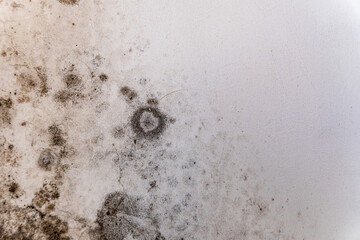 Close up shows dark spots and circles of mold growing on a painted white wall, indicating moisture...