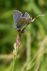 Blue butterfly on grass stem