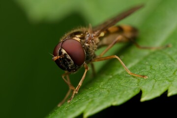 Detailed macro of a fly on a leaf.