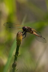 Dragonfly Perched on Plant Stem