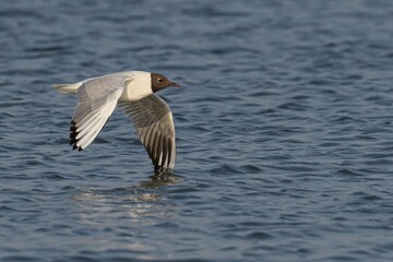 Black-headed Gull in Flight Over Water