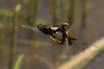 Dragonflies in Flight Close-Up