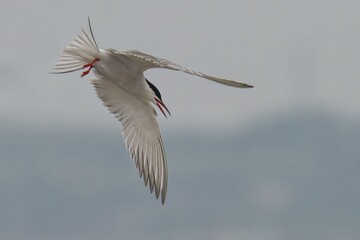 Graceful tern in flight with wings spread against a soft blue sky.