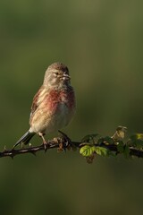 Small bird perched on branch with green background.