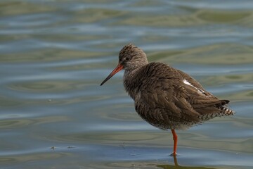 Redshank bird in shallow water with ripples.