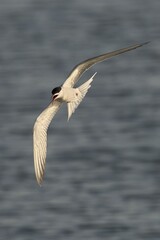 Elegant tern in flight over calm sea