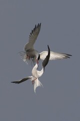 Elegant Terns in Flight