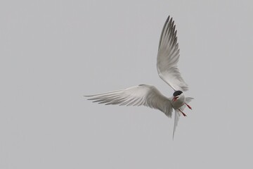Arctic tern in graceful flight against clear sky.