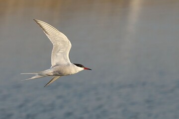 Fototapeta premium Graceful Tern in Flight Over Water