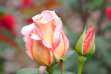 6月に咲くバラの花