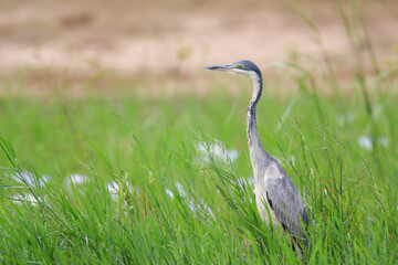Black-headed Heron in green grass