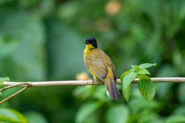 Black-capped Bulbul perches gracefully on a slender branch, its vivid yellow body contrasting strikingly with its glossy black head. Surrounded by lush green foliage.