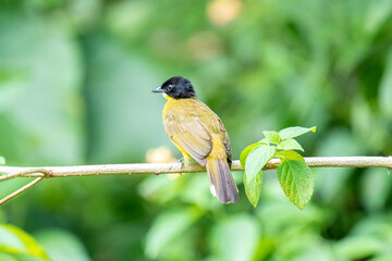 Black-capped Bulbul perches gracefully on a slender branch, its vivid yellow body contrasting strikingly with its glossy black head. Surrounded by lush green foliage.