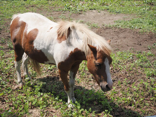 愛らしいポニー